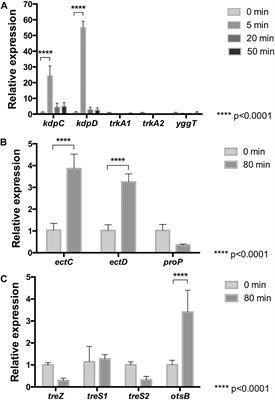 Osmotic Imbalance, Cytoplasm Acidification and Oxidative Stress Induction Support the High Toxicity of Chloride in Acidophilic Bacteria